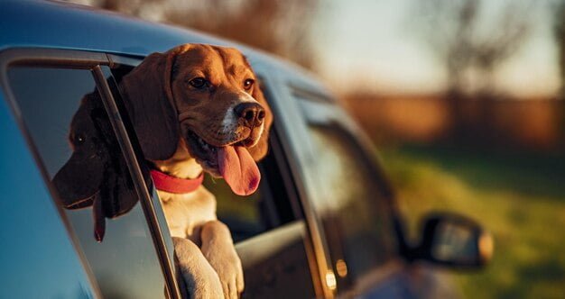 Safely Carrying Animals in Your Car: Essential Tips and Guidelines