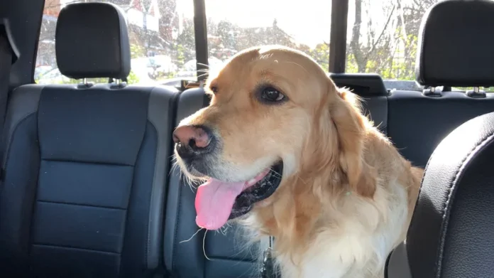 Essential Tips for Driving Comfortably in Hot Weather